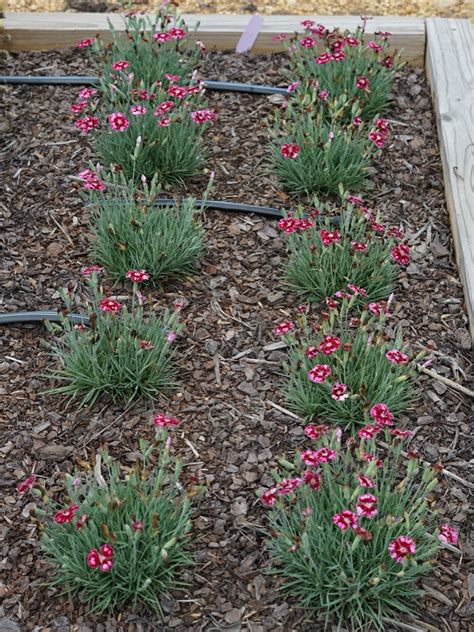 Dianthus Mountain Frost™ Ruby Glitter Truck Crops Trial Garden