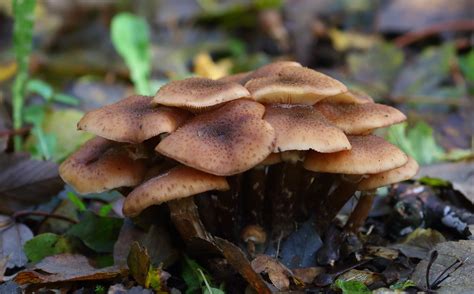 Armillaria Ostoyae Dark Honey Fungus Sombere Honingzwam Flickr