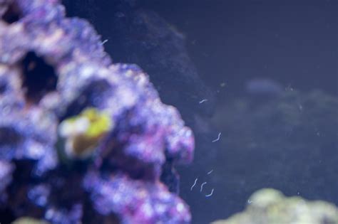 Detritus Worms Your Tiny White Worms In Your Aquarium The Aqua Advisor