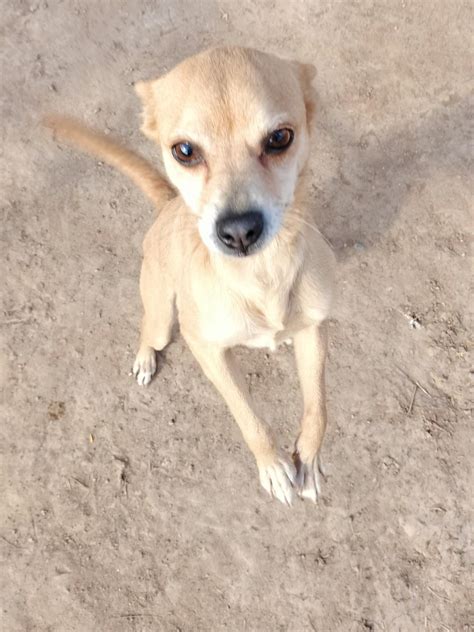 Dog For Adoption Sandy A Chihuahua In Chandler Az Alpha Paw