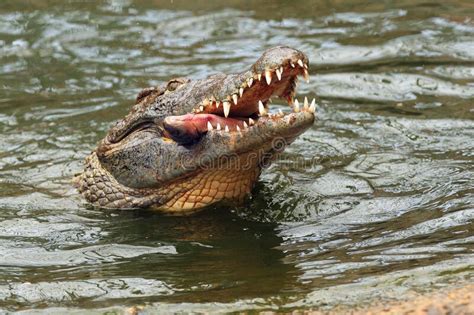 Crocodilo Nilo Crocodilo Niloticus Engolindo Um Peixe Acima Da Gua Um