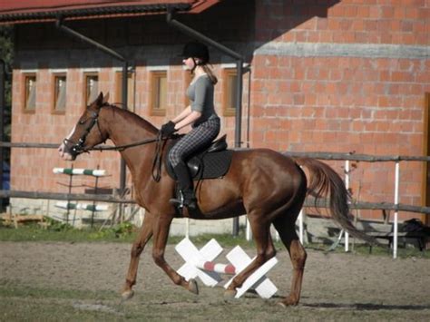 Jaki Rozmiar Na Konia SP Zapytaj Onet Pl