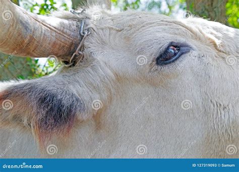 Big bull with horns stock image. Image of portrait, nature - 127319093