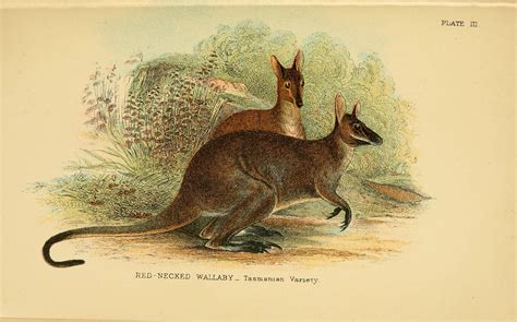 A Hand Book To The Marsupialia And Monotremata Flickr