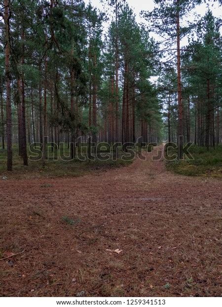Naked Pine Tree Forest Before Winter Stock Photo Shutterstock