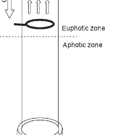 Concentrations of dominant species in the euphotic zone, ( a ...