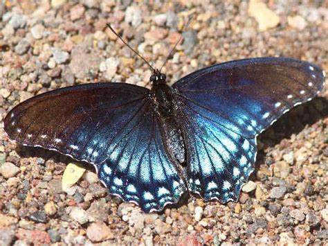 New York Butterflies Pictures And Butterfly Identification Help