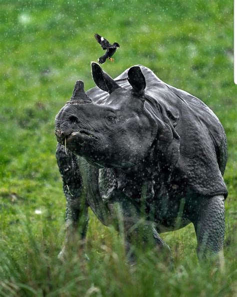 The Indian Rhino Is A Titan One Of The Largest Land Animals A Rhino