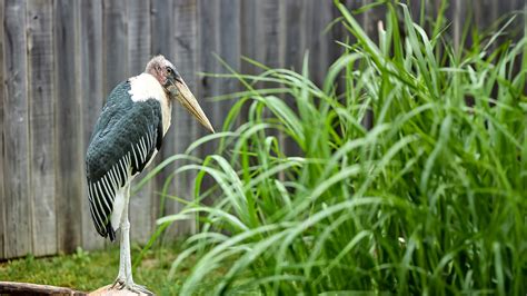Marabou Stork Ark Encounter