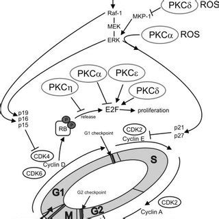 Involvement Of Different Pkc Isoforms In Cell Cycle Regulation The