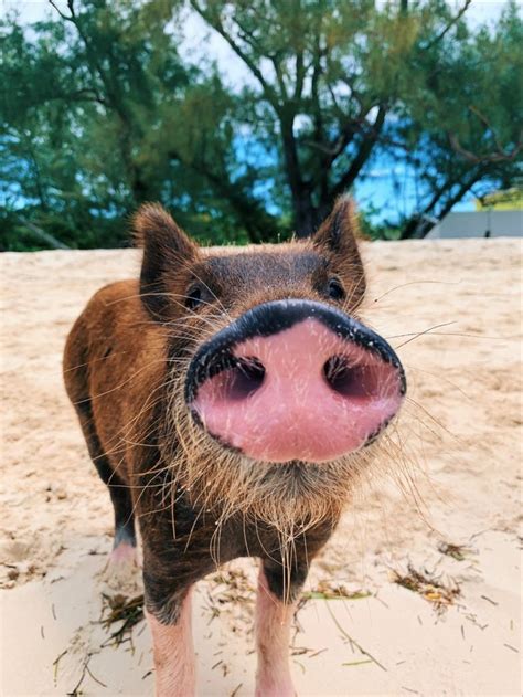 pig beach! | Pig beach, Pig island bahamas, Swimming pigs