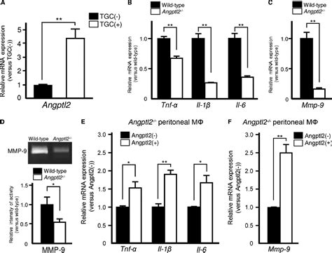 Macrophage Derived Angiopoietin Like Protein 2 Accelerates Development