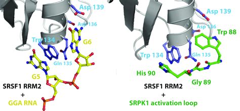 50 Comparison Between The RNA And Protein Binding Modes Of