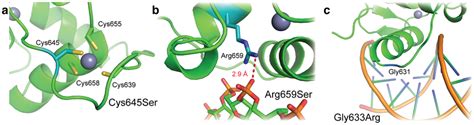 MR DBD Mutations Driving PHA1 Mutated Residues Are Shown In Blue A