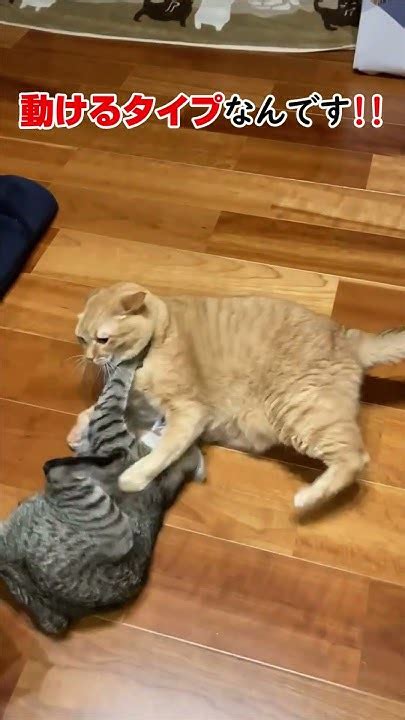 去り際がかっこいい猫【すずつむふう】 猫 猫動画 可愛い猫 猫のいる暮らし 茶トラ キジトラ にゃんプロ Youtube