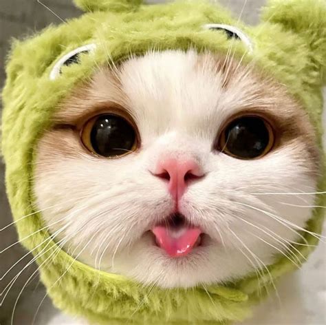 Pin By H O On L U Nhanh Cute Cat Cute Baby Cats Cute Cat Costumes