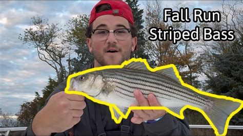 THE FALL STRIPED BASS RUN HAS OFFICIALLY STARTED MASSIVE FISH YouTube