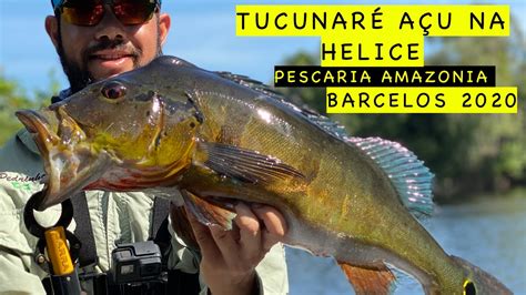 Tucunaré Açu na Helice Pescaria Amazonia Barcelos 2020 Pesque