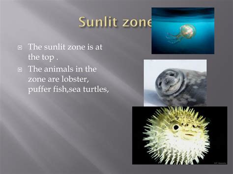 Ppt Zones Of The Ocean Powerpoint Presentation Free Download Id