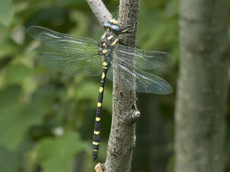 Pacific Spiketail | Arizona Dragonflies