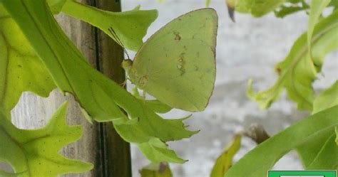 Fauna Silvestre Del Municipio De Galeras Sucre Colombia Mariposas