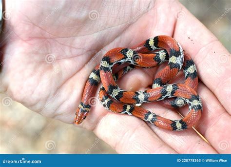 Scarlet Snake Cemophora Coccinea At Donnelley Wma South Carolina