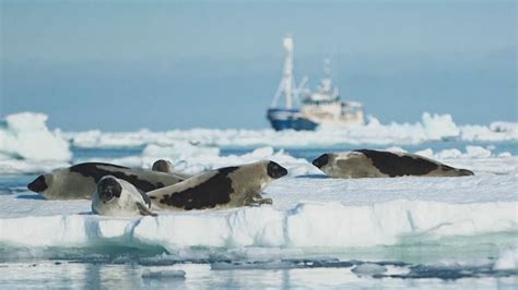 Norways Seal Hunters Hang Up Their Clubs Bbc News