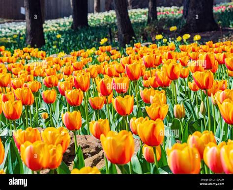 Close Up Shot Of Many Tulips Blossom At Garvan Woodland Gardens Stock