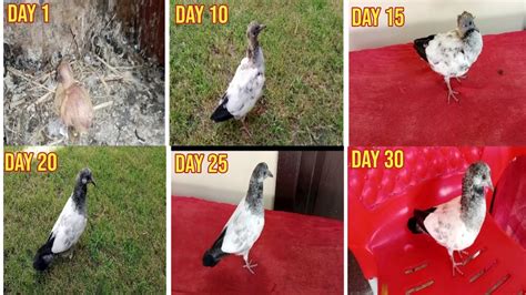 Day By Day Growth Of Baby Pigeon Day 1 To 3 Months Chicks Growing