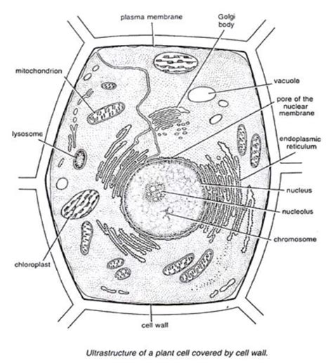 The Cell Form 1 Biology Notes Easyelimu Learning Simplified Artofit