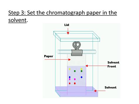 PPT - Investigation #5 Plant Pigments and Photosynthesis PowerPoint Presentation - ID:5598235