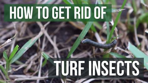 How To Get Rid Of Turf Insects 4 Easy Steps YouTube