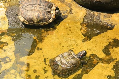 Mengenal Hewan Reptil Di Museum Komodo Dan Taman Reptilia Indonesia Kaya