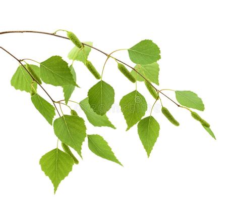 Birch Leaves of the Tree Isolated on the White Background Stock Image - Image of lush, natural ...