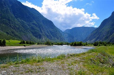 Altai Monta Oso Rusia Agosto De Visi N Del R O De La Monta A Que