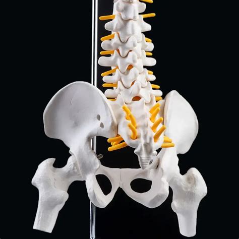 Columna Vertebral Humana Flexible De Cm Modelo Anat Mico Curva