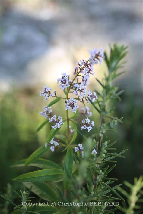 Verveine Citronnelle Aloysia Citriodora Calmante Digestive