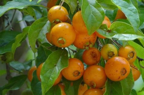 19 Frutas Do Cerrado Pequi Marolo Boca Boa E Mais