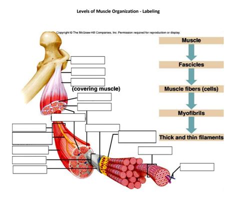 Anatomy Levels Of Muscle Organization Labeling Diagram Quizlet