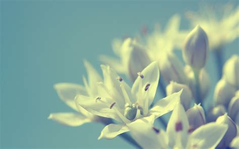 Wallpaper Sunlight White Nature Sky Branch Yellow Blue Blossom