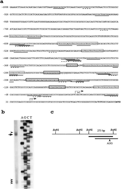 Structural Organization And Expression Of The Mouse Gene For Pur‐1 A