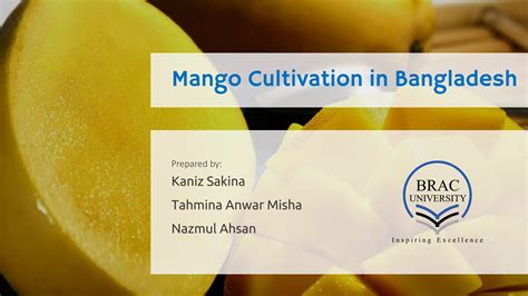 Mango Cultivation In Bangladesh PPT