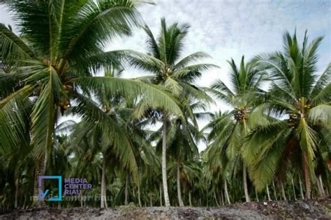 Kenaikan Nilai Tukar Petani Ntp Di Provinsi Riau Agustus