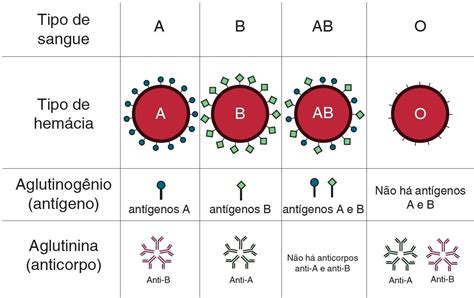 Os Tipos Sangu Neos Do Sistema Abo S O Indispens Veis Para A Realiza O
