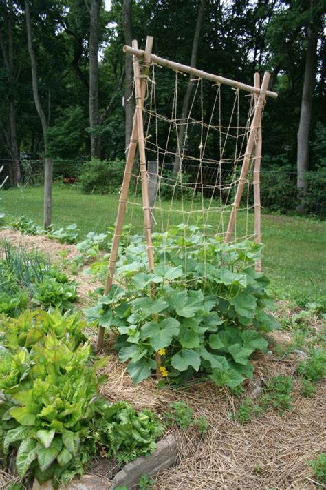 In A Pickle What To Do With All Those Cucumbers Diy Garden Trellis