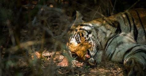 Male Tiger Attacks 3 Locals In Ups Pilibhit Dies After Being Rescued