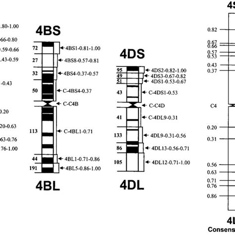 Group 4-specific genes and location on homoeologous chromosome group 4 ...