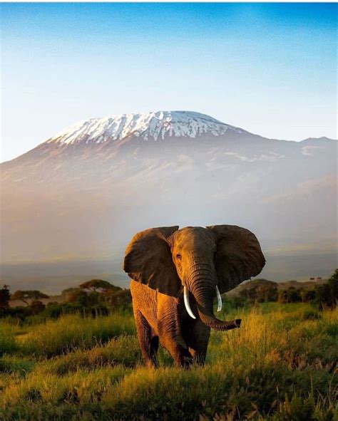 Explore the Beauty of Kilimanjaro & Safari