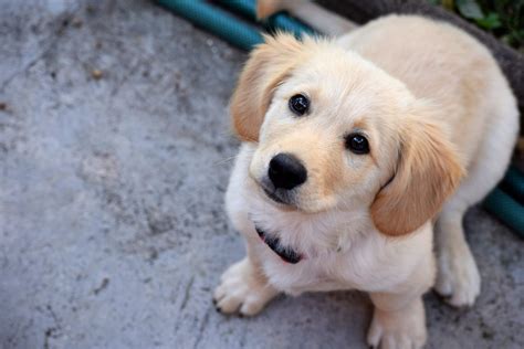 signs symptoms  ear mites  dogs canna pet