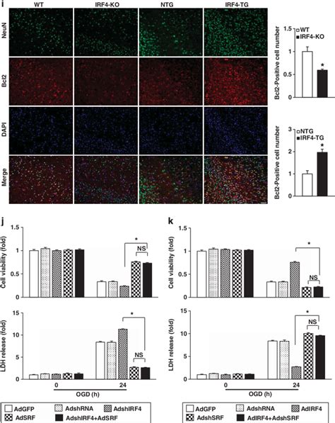 Irf Activates Srf Transcription And Srf Dependent Pathways A Mrna